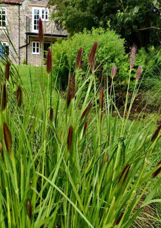 ПЕНІСЕТУМ лисохвостий Red Buttons